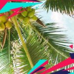 Electric Zoo Cancun 2021